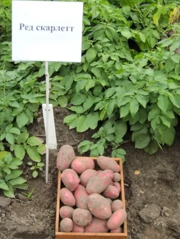 Картопля ред Скарлет опис сорту, фото, відгуки (опис) Картопля ред Скарлет опис сорту, фото, відгуки