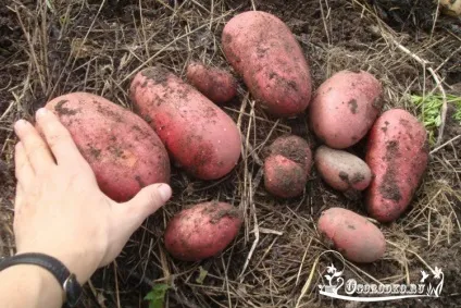 Картопля ред Скарлет - опис сорту, посадка, догляд фото (картопля) Картопля ред Скарлет - опис сорту, посадка, догляд фото