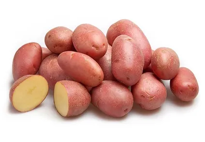 Картопля ред Скарлет опис сорту, фото, відгуки (картопля) Картопля ред Скарлет опис сорту, фото, відгуки