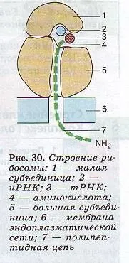 клітинний центр