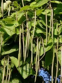 Катальпа вирощування і догляд (догляд) Катальпа вирощування і догляд