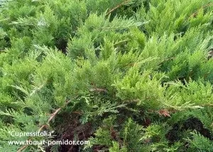 Козацький ялівець - посадка, догляд, сорти, розмноження, вирощування томатів на дачній ділянці
