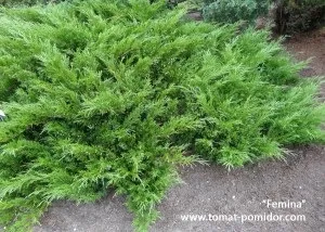 Козацький ялівець - посадка, догляд, сорти, розмноження, вирощування томатів на дачній ділянці