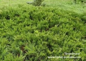 Козацький ялівець - посадка, догляд, сорти, розмноження, вирощування томатів на дачній ділянці