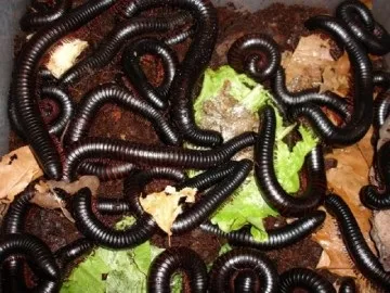 Кивсяки і ефективна боротьба з ними як позбавиться від багатоніжок