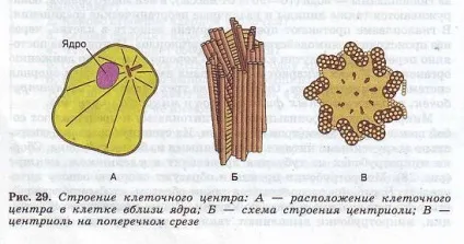 клітинний центр