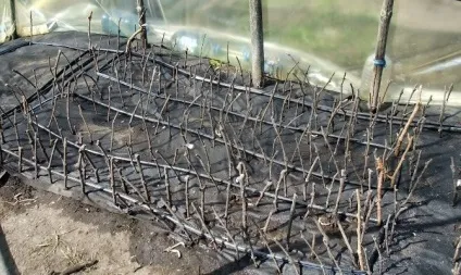 Кільчеваніе живців винограду в ямі і саморобному кільчеваторе відео (живців) Кільчеваніе живців винограду в ямі і саморобному кільчеваторе відео