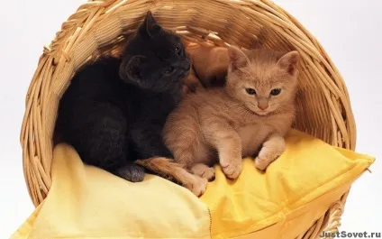 До чого сняться маленькі кошенята (знятися маленькі кошенята) До чого сняться маленькі кошенята