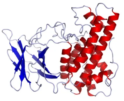 Клостридії перфрингенс (clostridium perfringens)