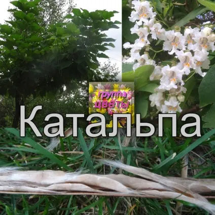 Катальпа - посадка, догляд, розмноження, опис (катальпа опис) Катальпа - посадка, догляд, розмноження, опис