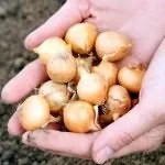 Коли сіяти квіти на розсаду (проростання насіння більшості) Коли сіяти квіти на розсаду