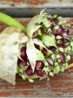 Коли збирати насіння моркви (збирати насіння моркви) Коли збирати насіння моркви