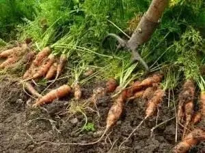 Коли викопувати моркву як визначити, що морква пора прибирати (урожай) Коли викопувати моркву як визначити, що морква пора прибирати