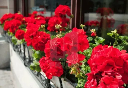 Коли і чим годувати замиокулькас - посадка і догляд