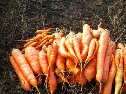 Коли потрібно викопувати моркву, щоб не прогадати (бадилля другий притримуйте) Коли потрібно викопувати моркву, щоб не прогадати