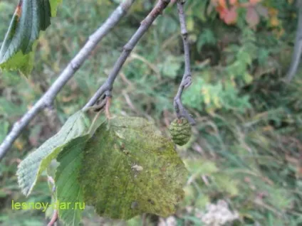 Коли і як цвіте вільха, лісова комора (алергічними реакціями пилок) Коли і як цвіте вільха, лісова комора