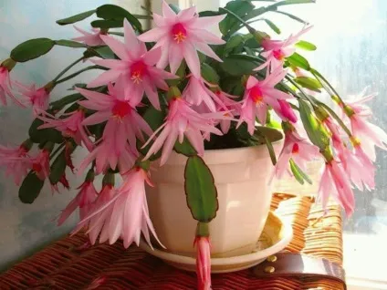 Коли і чим годувати замиокулькас - посадка і догляд