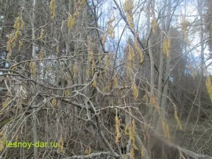 Коли і як цвіте вільха, лісова комора (як цвіте вільха) Коли і як цвіте вільха, лісова комора