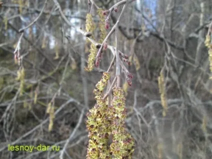 Коли і як цвіте вільха, лісова комора (цвіте) Коли і як цвіте вільха, лісова комора