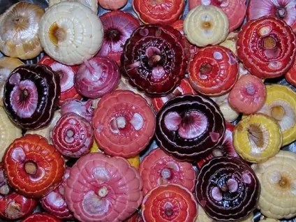 Коли сіяти квіти на розсаду (розсаду) Коли сіяти квіти на розсаду