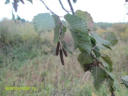 Коли і як цвіте вільха, лісова комора (жіночі суцвіття вільхи) Коли і як цвіте вільха, лісова комора