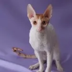 Котячий спорт, кішки міста Мелітополя (катерина байтімірова) Котячий спорт, кішки міста Мелітополя
