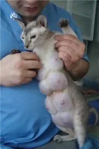 Кішка після пологів
