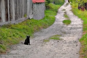 Кішки, і все прикмети пов'язані з цим домашнім улюбленцем, живи краще з easylife! (Прикмети) Кішки, і все прикмети пов'язані з цим домашнім улюбленцем, живи краще з easylife!