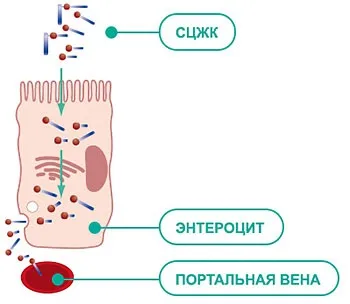 Корм purina en ветеринарна дієта при патології шлунково-кишкового тракту у собак - купити недорого в Москві в дешевому (ветеринарна) Корм purina en ветеринарна дієта при патології шлунково-кишкового тракту у собак - купити недорого в Москві в дешевому