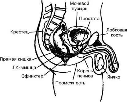 контролювання сім'явиверження