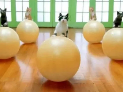 Кішки і спорт