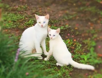 Кішки і коти дуже люблять сонце і тепло - чому (люблять) Кішки і коти дуже люблять сонце і тепло - чому