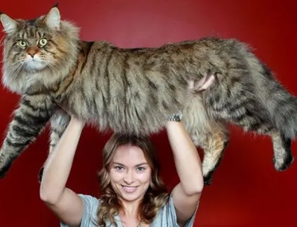 Кішки і коти дуже люблять сонце і тепло - чому (дуже) Кішки і коти дуже люблять сонце і тепло - чому