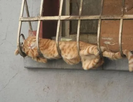 Кішки і коти дуже люблять сонце і тепло - чому (люблять) Кішки і коти дуже люблять сонце і тепло - чому
