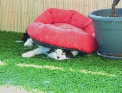 Кішки і коти дуже люблять сонце і тепло - чому (дуже) Кішки і коти дуже люблять сонце і тепло - чому