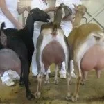 Кози породи Ламанча опис і відео (різних куточках земної) Кози породи Ламанча опис і відео
