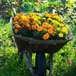 Гарні клумби з чорнобривців, схеми та поради організації (схеми) Гарні клумби з чорнобривців, схеми та поради організації