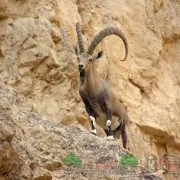 Кози породи Ламанча їх опис, фото і відео огляд (огляд) Кози породи Ламанча їх опис, фото і відео огляд