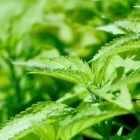 Кропива для схуднення