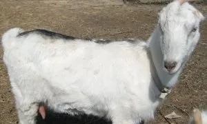Кози ламанчі- унікальний вид (кози Ламанча) Кози ламанчі- унікальний вид