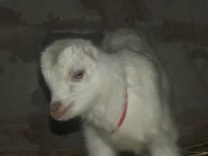Кози ламанчі- унікальний вид (кози Ламанча) Кози ламанчі- унікальний вид