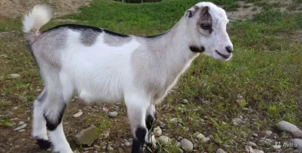 Коза Ламанча опис породи з фото, продуктивність і відгуки (фото) Коза Ламанча опис породи з фото, продуктивність і відгуки