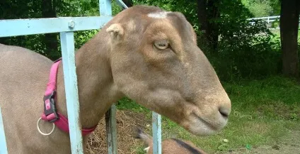 Коза Ламанча опис породи з фото, продуктивність і відгуки (продуктивність) Коза Ламанча опис породи з фото, продуктивність і відгуки