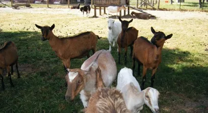 Коза Ламанча опис породи з фото, продуктивність і відгуки (коза) Коза Ламанча опис породи з фото, продуктивність і відгуки