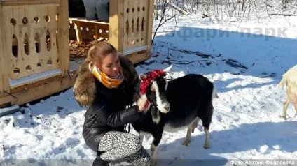 Козел тимур втік від восьми наречених до тигру амуру (фото, відео) (втік) Козел тимур втік від восьми наречених до тигру амуру (фото, відео)