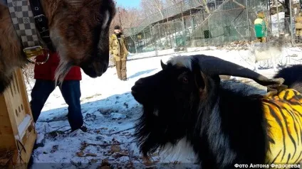 Козел тимур втік від восьми наречених до тигру амуру (фото, відео) (ногами) Козел тимур втік від восьми наречених до тигру амуру (фото, відео)