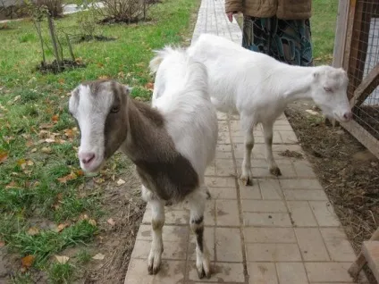 Кози породи Ламанча їх опис, фото і відео огляд (Ламанча) Кози породи Ламанча їх опис, фото і відео огляд