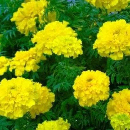 Гарні клумби з чорнобривців, схеми та поради організації (клумби) Гарні клумби з чорнобривців, схеми та поради організації