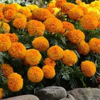 Гарні клумби з чорнобривців, схеми та поради організації (схеми) Гарні клумби з чорнобривців, схеми та поради організації