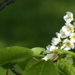 Червона і чорна черемха коли садити, догляд і вирощування, що роблять з черемхи фото (черемха) Червона і чорна черемха коли садити, догляд і вирощування, що роблять з черемхи фото